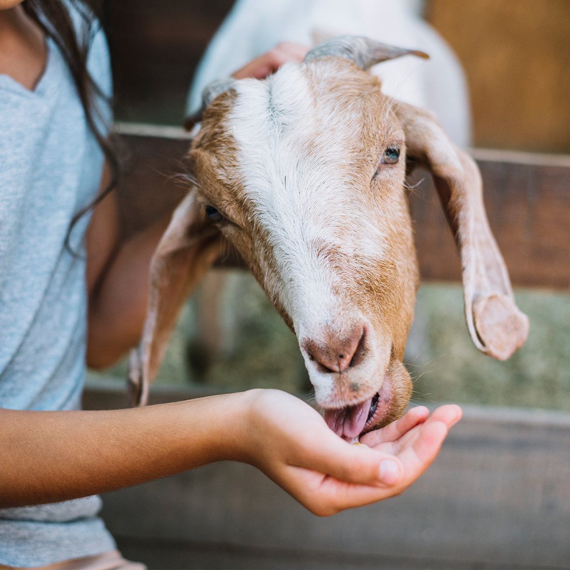 Ruminants
